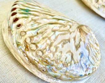 大きなアワビの貝殻（12～13cm）：天然貝殻のホームデコレーション