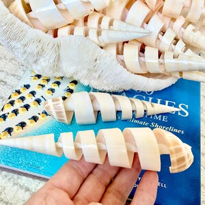 May include: Close-up of decorative seashells and a book titled "Beaches". The seashells are cream-colored and spiraled, with a textured, fringed coral-like piece. The book has a blue cover with white text.