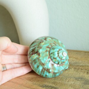 May include: A large, green and brown seashell with a white interior. The shell has a spiral pattern and is smooth and glossy.