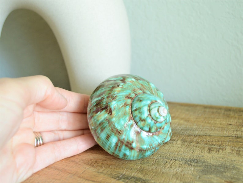 May include: A large, green and brown seashell with a white interior. The shell has a spiral pattern and is smooth and glossy.