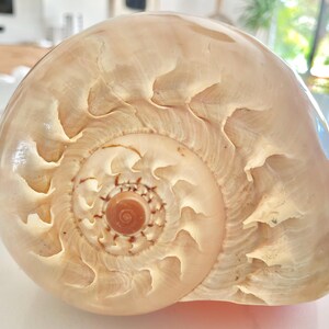 May include: A large, beige seashell with a spiral pattern and textured surface. The shell's opening reveals a detailed, concentric design. The overall shape is rounded, with a smooth, polished appearance, perfect for coastal decor.