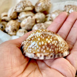 May include: A close-up of a hand holding a brown and white seashell with a dotted pattern. Other seashells are in a white bowl in the background. The shells have a glossy finish and are a natural product.