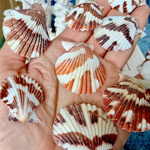 May include: A collection of small, fan-shaped scallop shells featuring a white base with distinct, radiating dark brown and reddish-orange striped patterns. Each shell has a ribbed texture and a scalloped edge, displaying natural color variations.