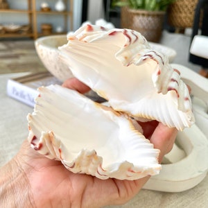 PAIRED SET 4-5" Large Bear Claw Clam Sea Shell Seashell Beach Coastal Home Décor Ocean Life Specimen