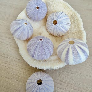 May include: Six light purple sea urchin shells with white radial patterns and central circular openings. Five of the shells are arranged on top of a large, textured, off-white circular coral piece, while one shell sits separately below.