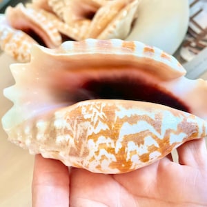 May include: A large, intricately patterned seashell with a white and brown color scheme. The shell is open, revealing a pink interior.