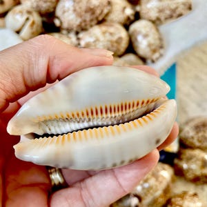 May include: A close-up of a white and tan seashell with orange and brown accents. The shell is held in a hand, with other shells visible in the background. The shell has a smooth, glossy surface and a detailed interior.