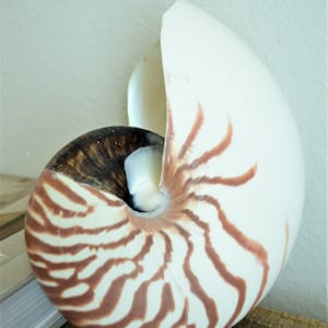 May include: A large nautilus shell with a cream-colored exterior and brown striped patterns. The shell's interior is a dark brown color. The shell is displayed on a wooden surface.