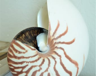 Nautilus Tiger Stripes Seashell 3-9" taille au choix, décor nautique de plage présentoir coquillages marron blanc