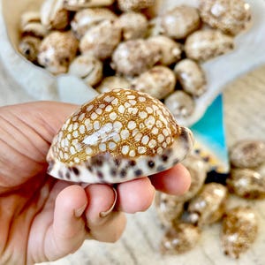 May include: A close-up of a cowrie shell held in a hand. The shell has a brown and white patterned exterior with a glossy finish. Other shells are in a white shell-shaped bowl in the background.