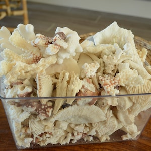 May include: A clear plastic container filled with a variety of white and beige coral pieces. The coral is arranged in a random pattern and some pieces have a reddish-brown hue.