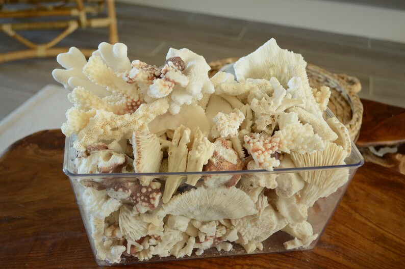 May include: A clear plastic container filled with a variety of white and beige coral pieces. The coral is arranged in a random pattern and some pieces have a reddish-brown hue.