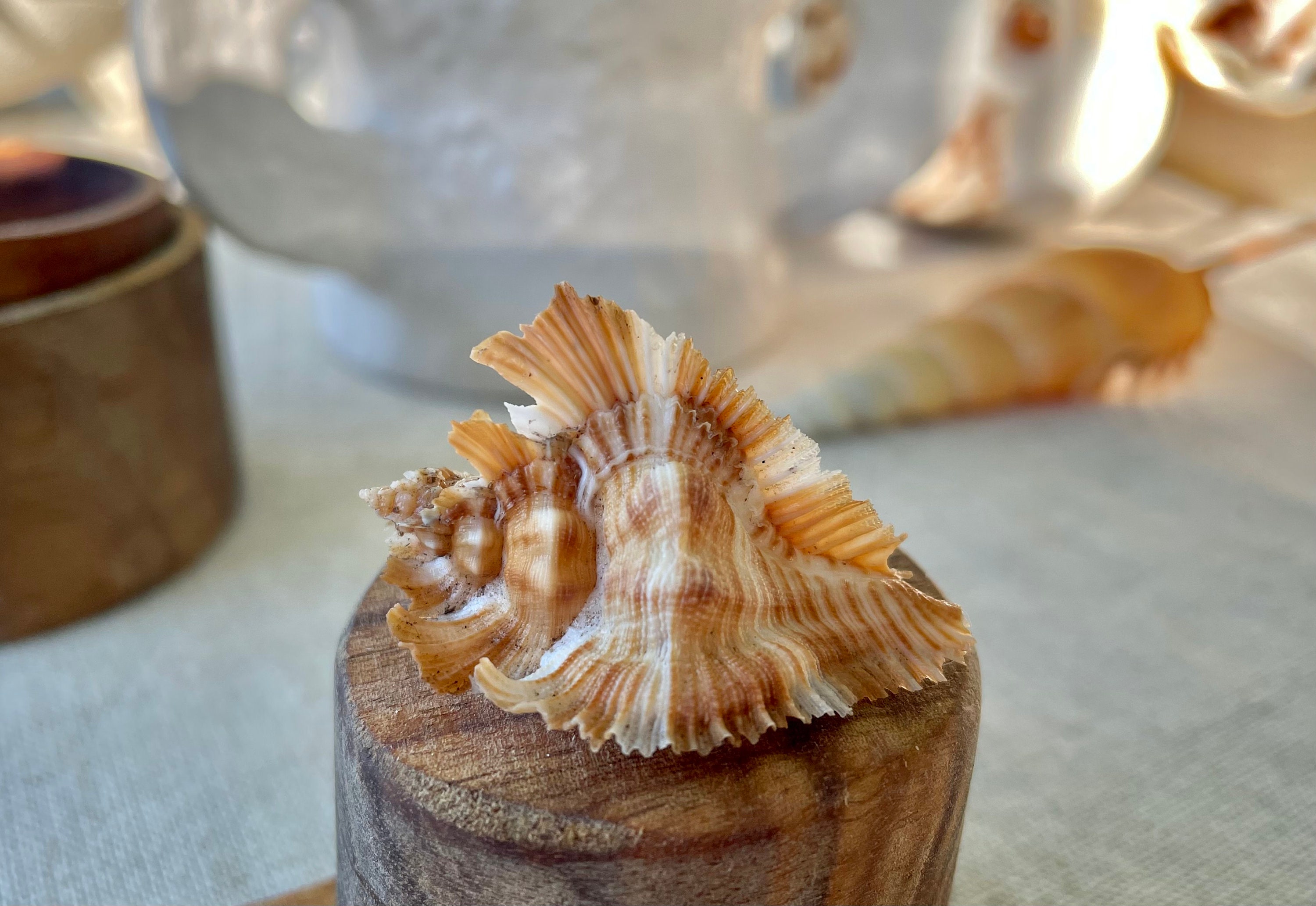 Miyoko Murex Shell: 1-2.25