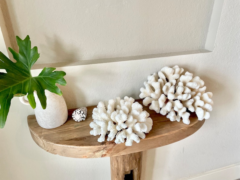 K&ouml;nnte beinhalten: Zwei wei&szlig;e Korallenst&uuml;cke auf einem Holzregal mit einer wei&szlig;en Vase und einer gr&uuml;nen Pflanze.