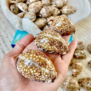 May include: Close-up of several cowrie shells, showcasing their unique patterns and textures. The shells are a mix of brown and cream colors, with a speckled design. Some shells are held in a hand, while others are in a white shell-shaped bowl.