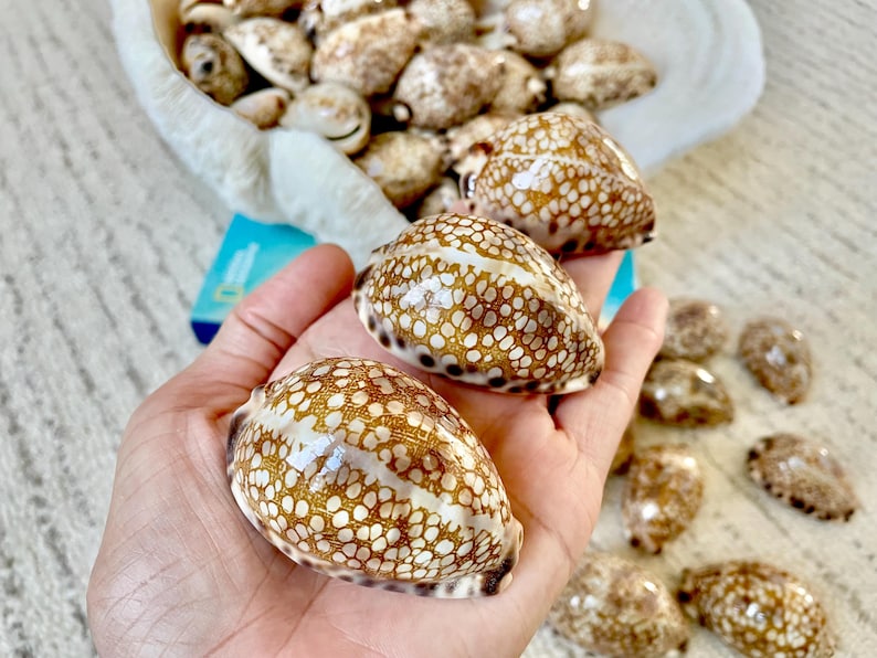May include: Close-up of several cowrie shells, showcasing their unique patterns and textures. The shells are a mix of brown and cream colors, with a speckled design. Some shells are held in a hand, while others are in a white shell-shaped bowl.