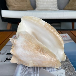 100% Natural Florida Keys Peach Beige Milk Conch 5-6 Planter Beach Nautical Décor Display Shell image 10