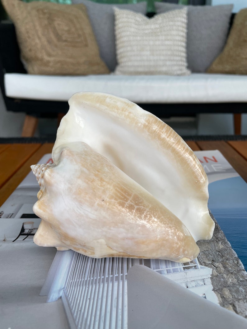 100% Natural Florida Keys Peach Beige Milk Conch 5-6 Planter Beach Nautical Décor Display Shell image 10