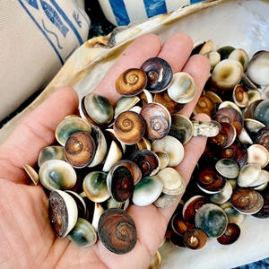 May include: A handful of small, spiral-shaped seashells in shades of brown, tan, and white. The shells are held in a large, pearly white shell, with a blue and white striped fabric in the background. The shells vary in size and color.