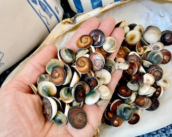 GREEN CAT EYE Operculum Shells .5-1" *You Choose Quantity* Small Craft Seashells