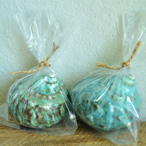 May include: Two teal and brown seashells are packaged in clear plastic bags tied with twine.