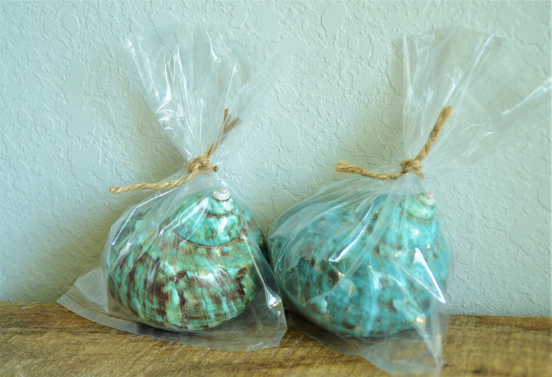 May include: Two teal and brown seashells are packaged in clear plastic bags tied with twine.