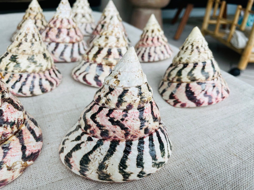 100% Authentic Seashell Large Strawberry Pink White Stripes