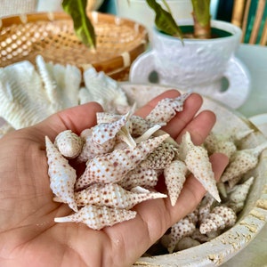 TURRIS BABYLONIA SHELLS 1.25-2.25" *You Choose Quantity* Natural White Brown Spots Small Craft Shells Coastal Beach Décor
