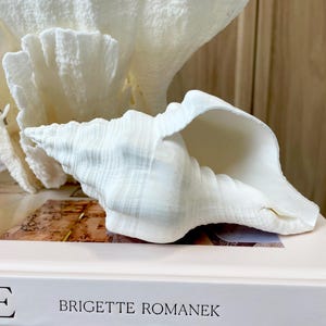K&ouml;nnte beinhalten: Eine gro&szlig;e, wei&szlig;e Muschelschale mit strukturierter Oberfl&auml;che liegt auf einem Buch mit dem Titel "LUXE" von Brigette Romanek. Ein St&uuml;ck wei&szlig;es Korallenriff befindet sich hinter der Schale. Der Hintergrund ist eine hellbraune Holzoberfl&auml;che.