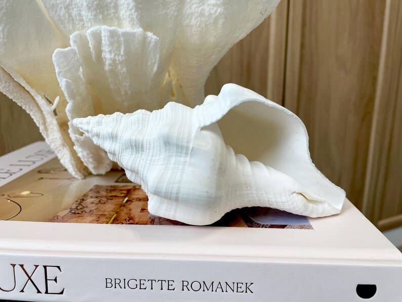 K&ouml;nnte beinhalten: Eine gro&szlig;e, wei&szlig;e Muschelschale mit strukturierter Oberfl&auml;che liegt auf einem Buch mit dem Titel "LUXE" von Brigette Romanek. Ein St&uuml;ck wei&szlig;es Korallenriff befindet sich hinter der Schale. Der Hintergrund ist eine hellbraune Holzoberfl&auml;che.