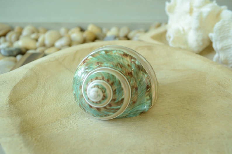 May include: A green and brown seashell with a spiral pattern. The shell is sitting on a wooden surface.