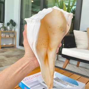 HUGE Vintage Chaulky White Lightning Whelk Conch Shell: up to 14