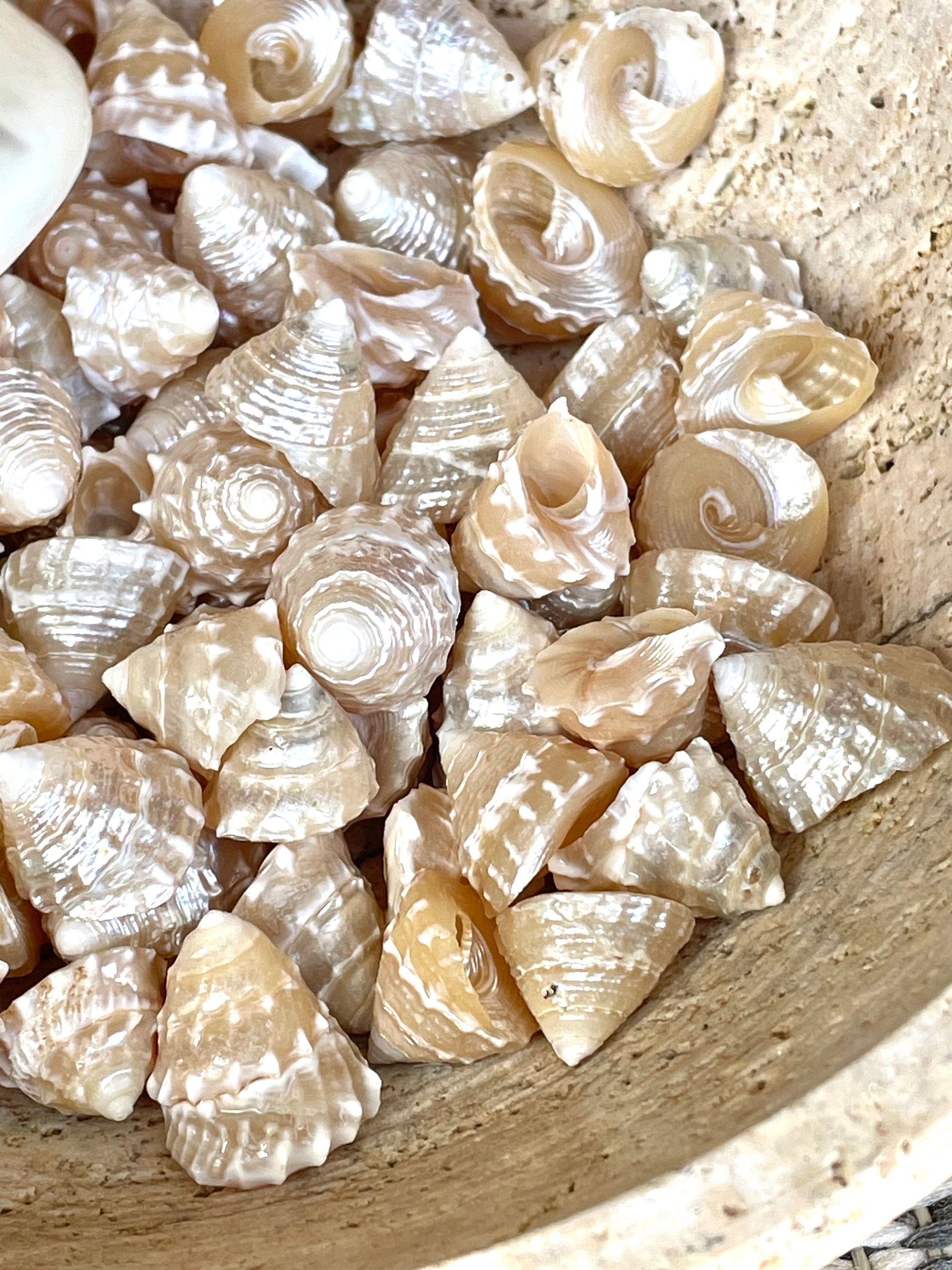 Fresh Top Shell PEARLIZED TOP Shells Small 1