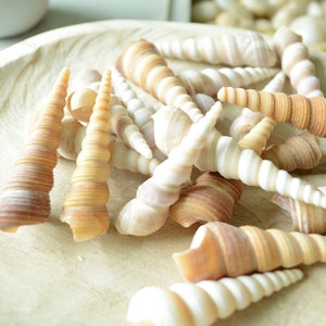Hand Picked 3-4&quot; Assorted Color Unicorn Horn Turitella Shells Seashells No Broken FREE SHIPPING Purple & Brown Turetella Coastal Craft Decor