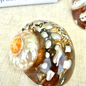 May include: A large, brown and white seashell with a pearlescent finish. The shell has a swirling pattern and a small opening on the side.