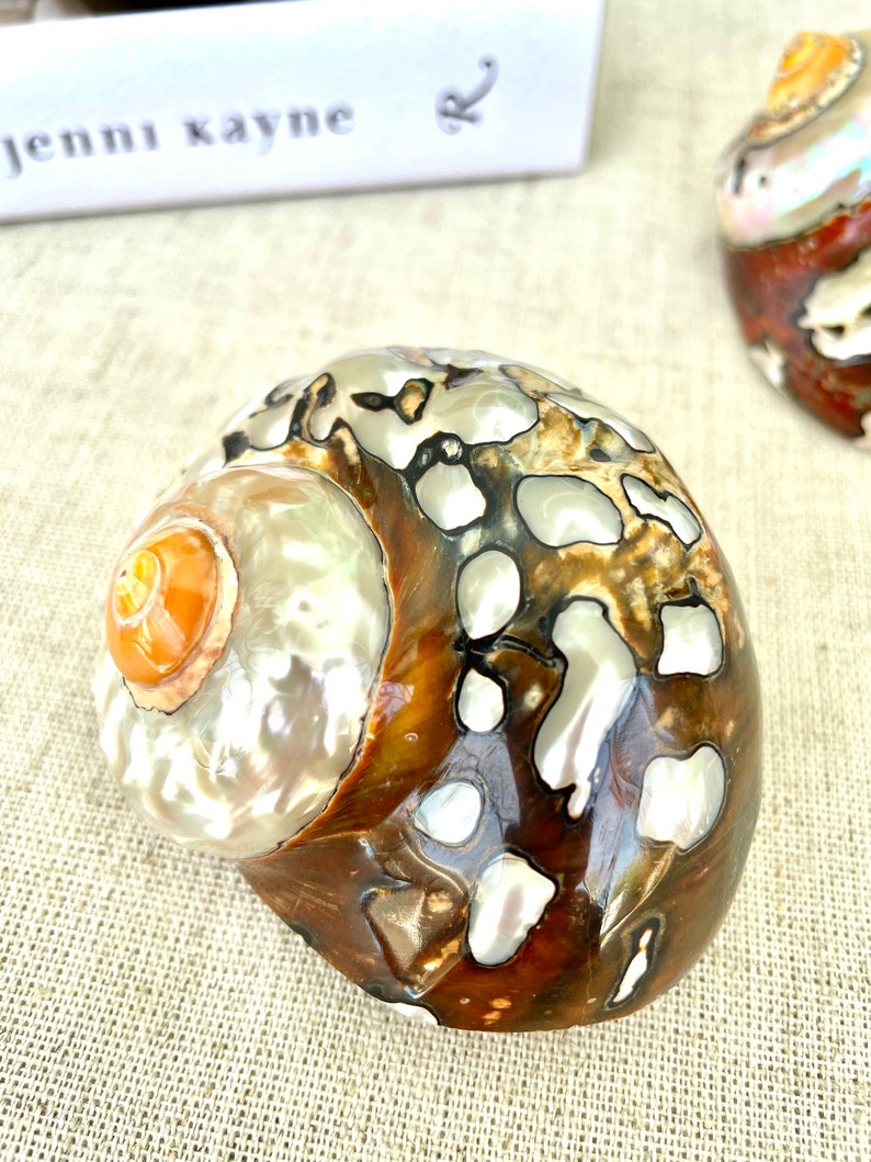 May include: A large, brown and white seashell with a pearlescent finish. The shell has a swirling pattern and a small opening on the side.