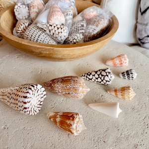 May include: A collection of cone shells in various patterns and colors, including brown, white, and tan, displayed in a wooden bowl and scattered on a textured surface. The shells feature spotted, striped, and solid markings in diverse sizes.