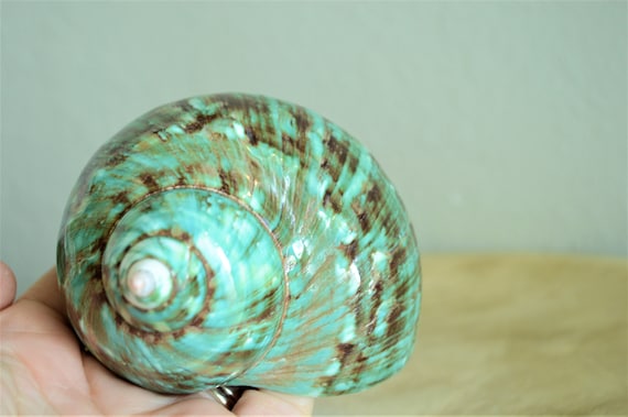 JADE GREEN SOLID Turbo Shells *All Sizes* Polished Seashell Hermit Crab Pants
