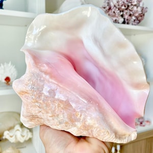 May include: A large, polished conch shell with a prominent pink interior and a creamy white exterior. The shell's surface has natural textures and patterns. This decorative item is a natural home decor accent.