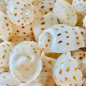 NATICA ONEIDA SHELLS *You Choose Quantity* 1/2"-7/8" Natural White Brown Speckled Spots Small Craft Snail Seashells Coastal Beach Home Décor