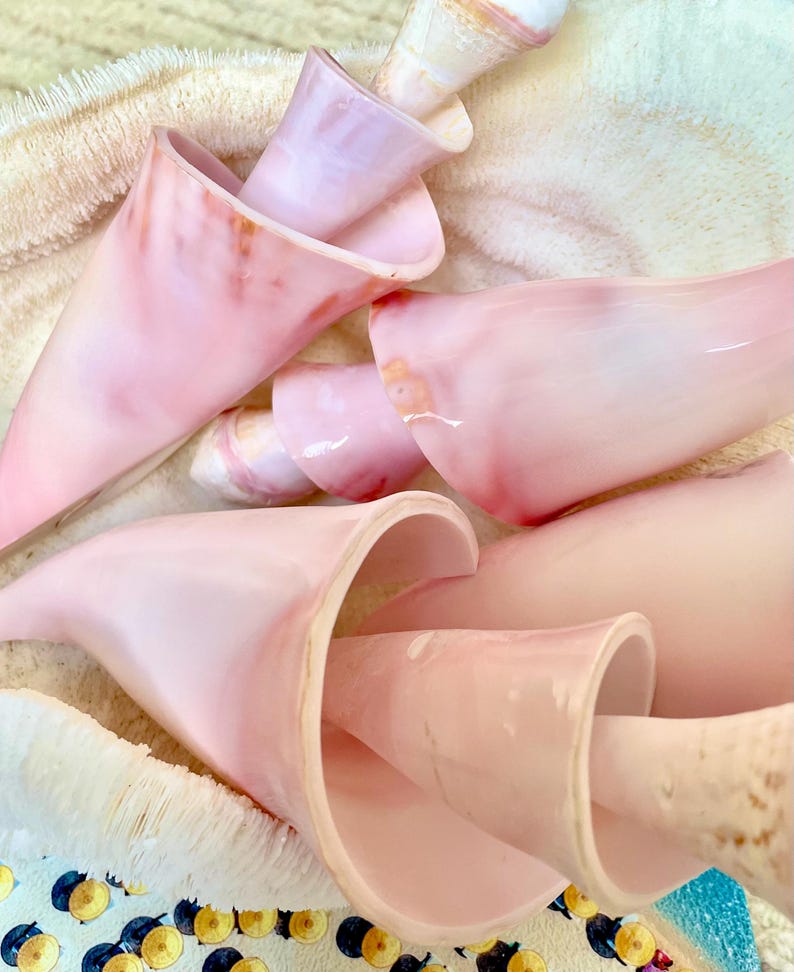 Pink Spiral Conch Shell Center Cut: Polished Coastal Decor (8-9