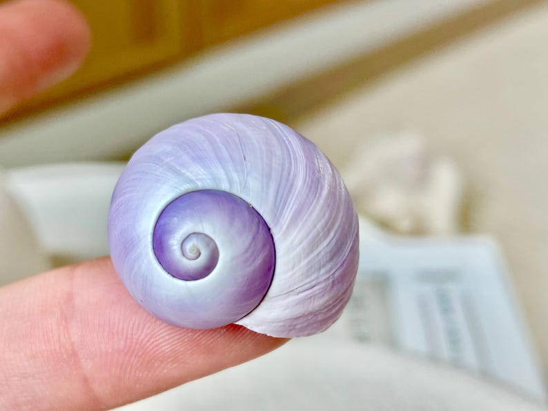 Purple Violet Sea Snail Shells 20-25mm (1") Craft Display Seashells, 1 ...