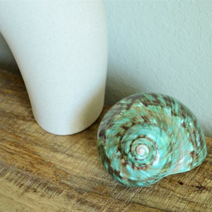 May include: A large, green and brown seashell with a pearly white center. The shell is sitting on a wooden surface.