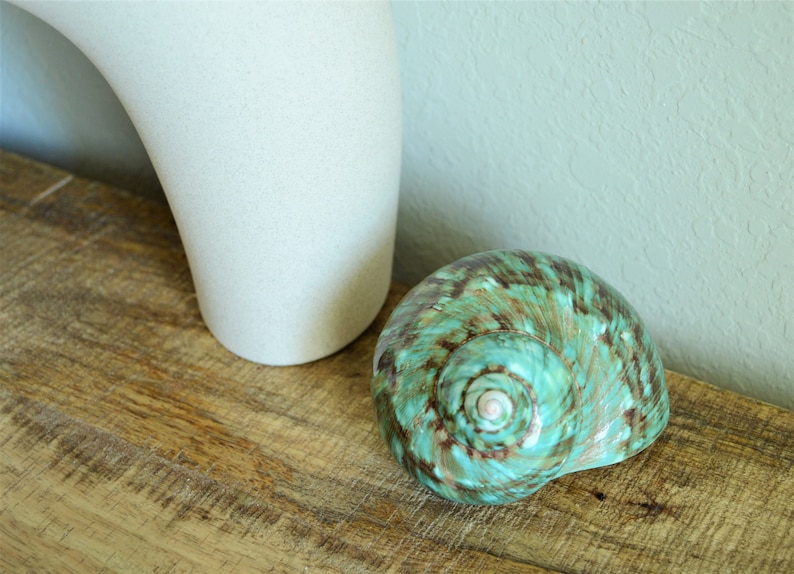 May include: A large, green and brown seashell with a pearly white center. The shell is sitting on a wooden surface.