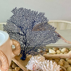 8-18” Navy Blue REAL Sea Fans Painted Ocean Reef Natural Beach Coastal Décor Display