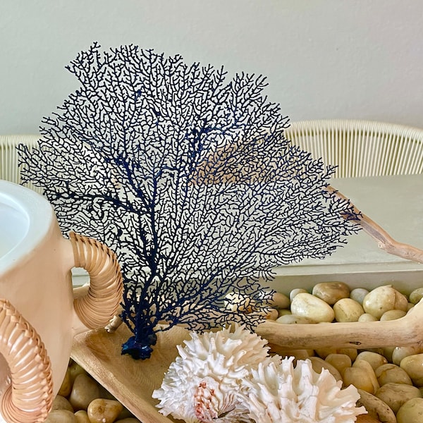 8-18” Navy Blue REAL Sea Fans Painted Ocean Reef Natural Beach Coastal Décor Display