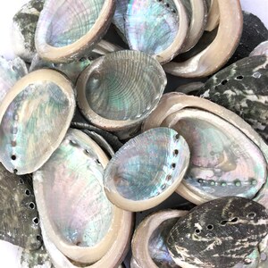 BULK 50-500pc. Abalone Seashells Shell Crafts Coastal Beach Décor 1.5-2" Silver Green