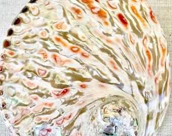 May include: A large, iridescent abalone shell with a swirling pattern of brown, white, and orange. The shell has a smooth, glossy finish and a deep, central cavity.