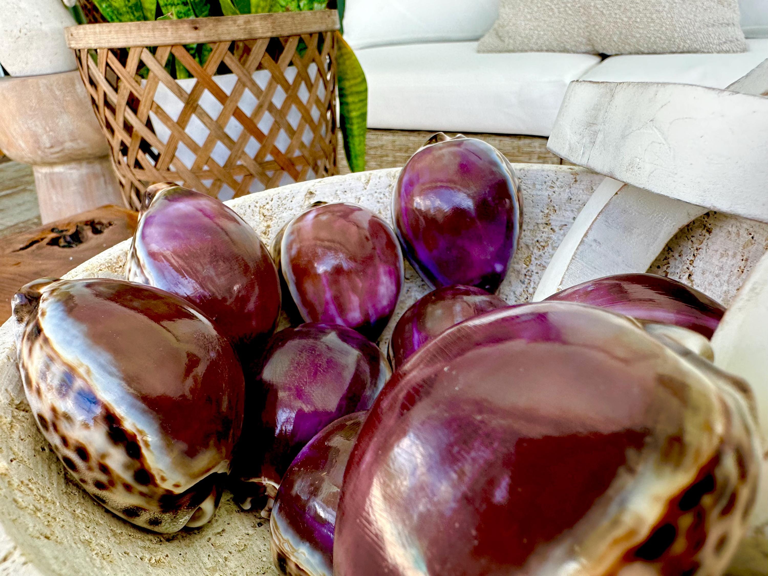 HUGE COWRIE SHELLS 3