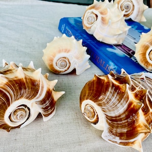Rare 4-5" King Crown Conch Sea Shell Melongena Corona Display Seashell Coastal Beach Home Décor Craft Blonde or Brown White Stripes